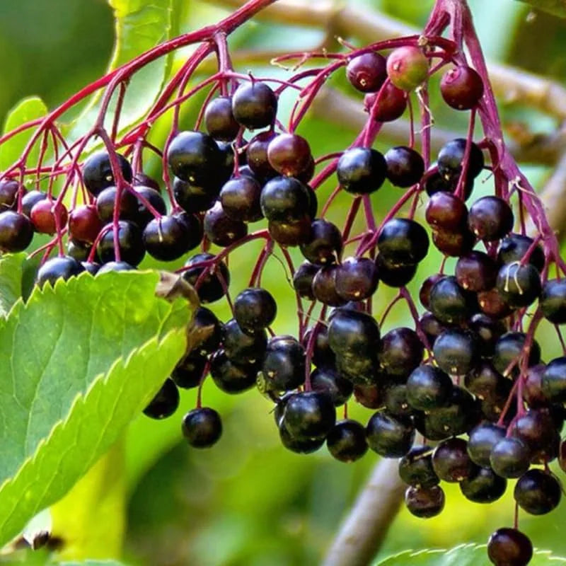 Black Elderberry Plants: 3 Live American Elderberry Bushes 6-12 Inch, Sweet Fruit