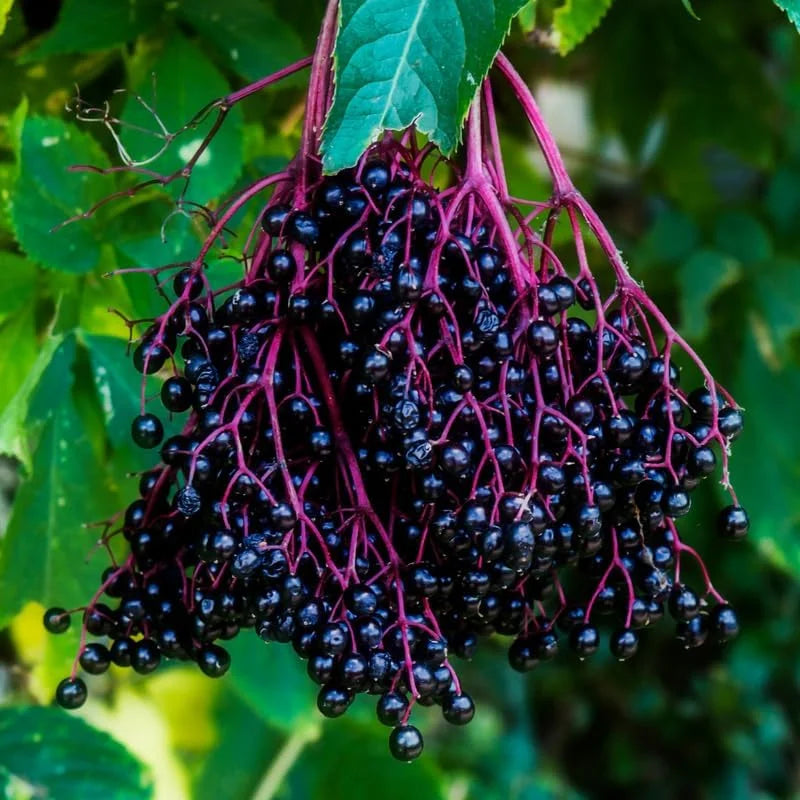 American Elderberry Plant - 4 Live Black Elderberry Bush - 6-12 Inch Sweet Elderberry Tree