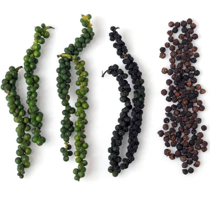 Black Pepper Live Plant - 5-8 Inch Herb Plant - Climbing Starter Plant