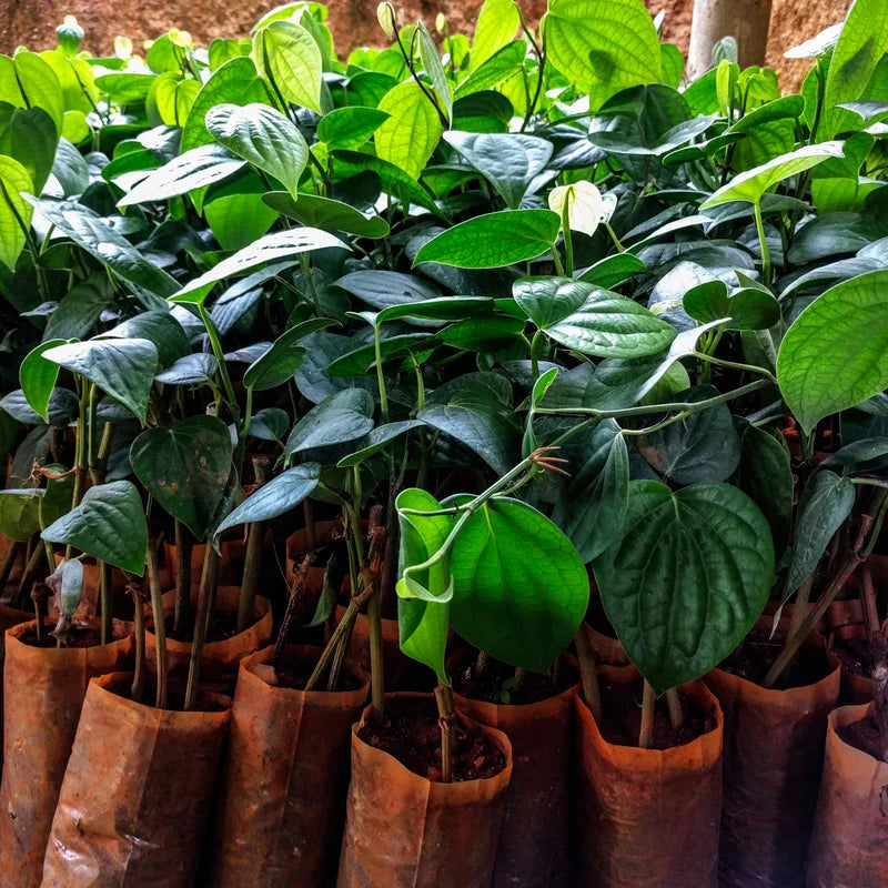 Black Pepper Plant Piper Nigrum - 4-6 Inch Starter Plant - No Pot