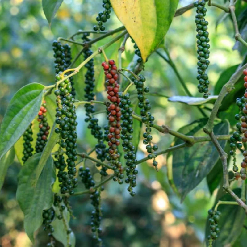 2 Black Pepper Plant Piper Nigrum Live Starter Plant 5-8 Inches Tall