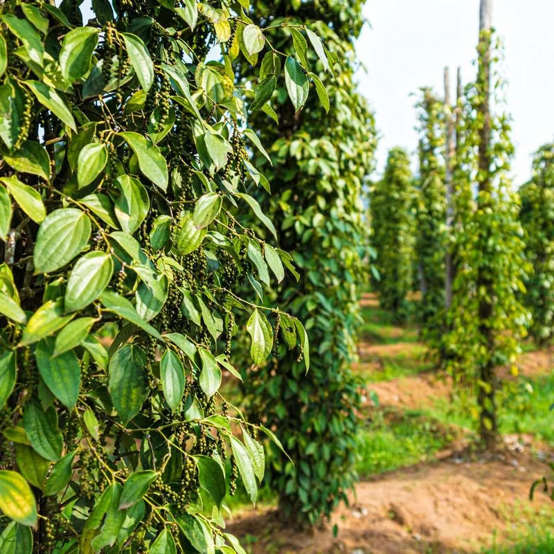 Piper Nigrum Black Pepper Plant Live 4-7 Inch Herb Plant