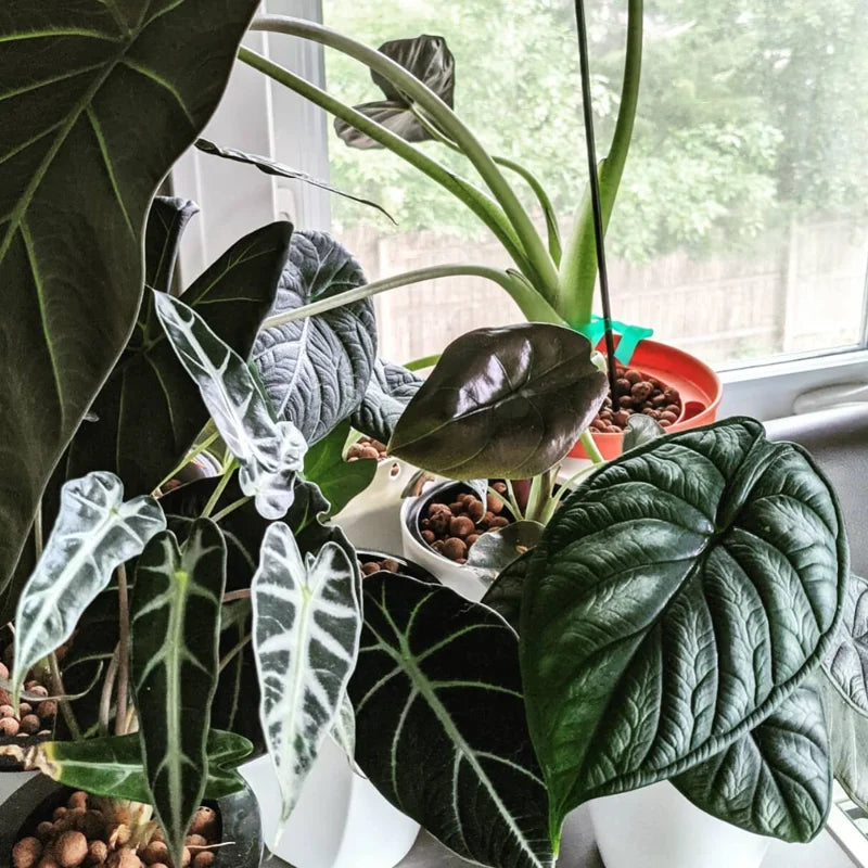 Alocasia Black Velvet Live Plant - 2 Pack Rare Indoor Houseplant No Pot