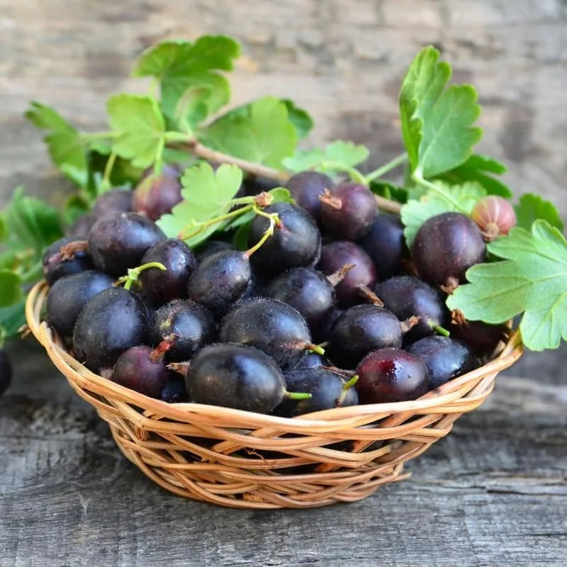 Black Velvet Gooseberry Tree Plant Live 8-14 Inch - Outdoor Planting