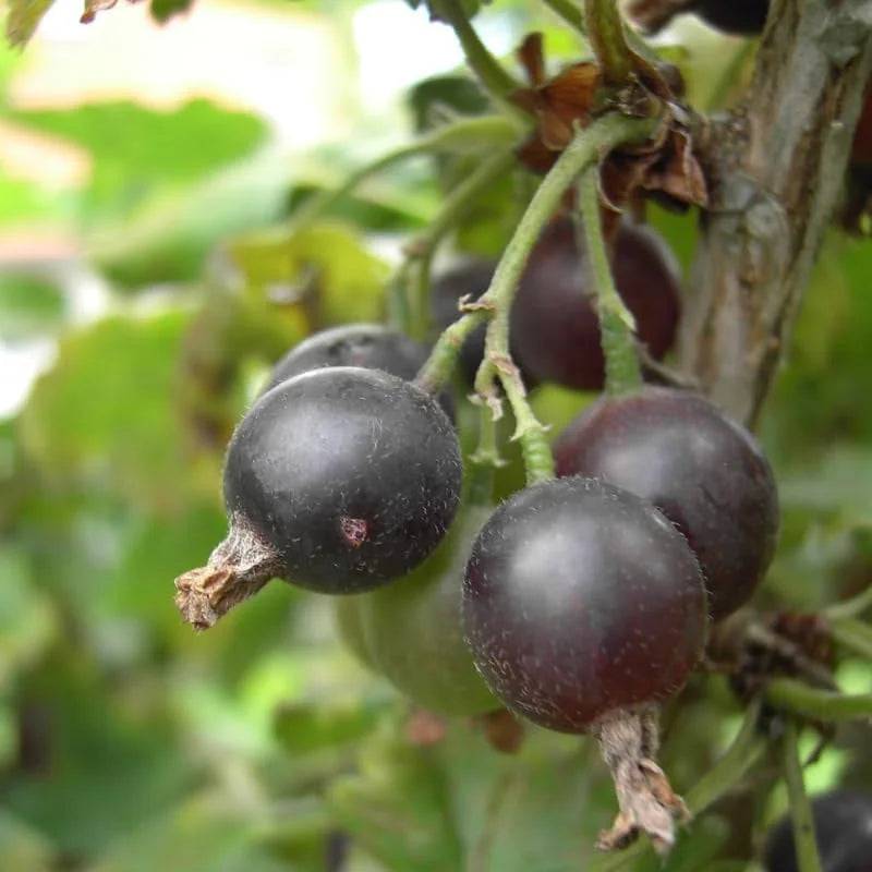 Black Velvet Gooseberry Tree Plant Live 8-14 Inch - Outdoor Planting