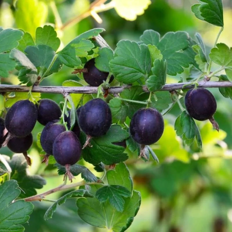 Black Velvet Gooseberry Bush Live Plant 7-15 Inch - Fruit Bareroot Outdoors
