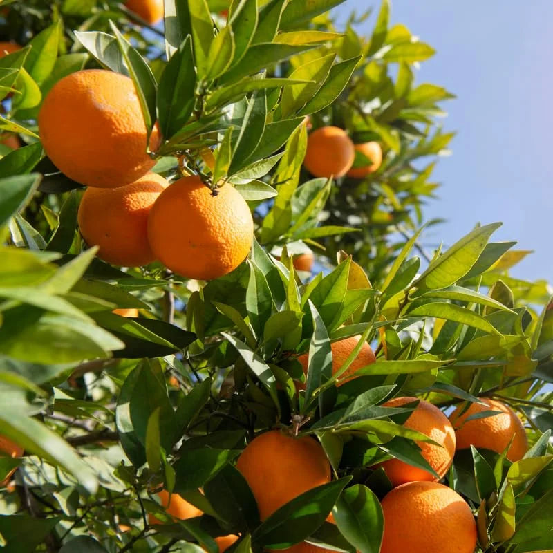Blood Orange Tree 2 to 3 Feet Tall - Potted Citrus Plant