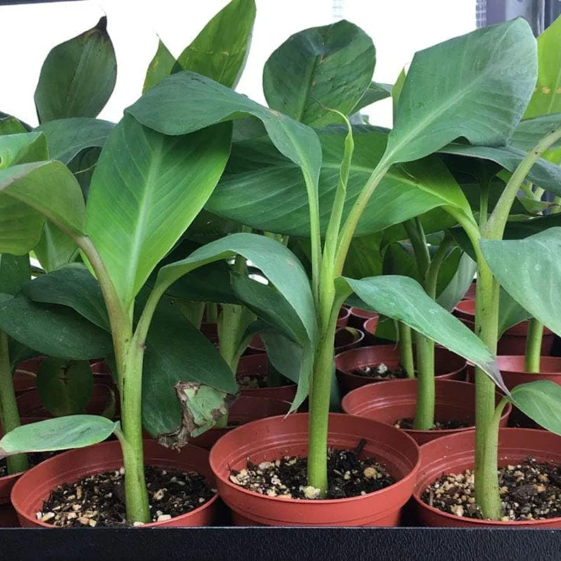Banana Tree Live Plant - Cold Hardy Tropical Fruit Seedling - 4-8 Inch Tall