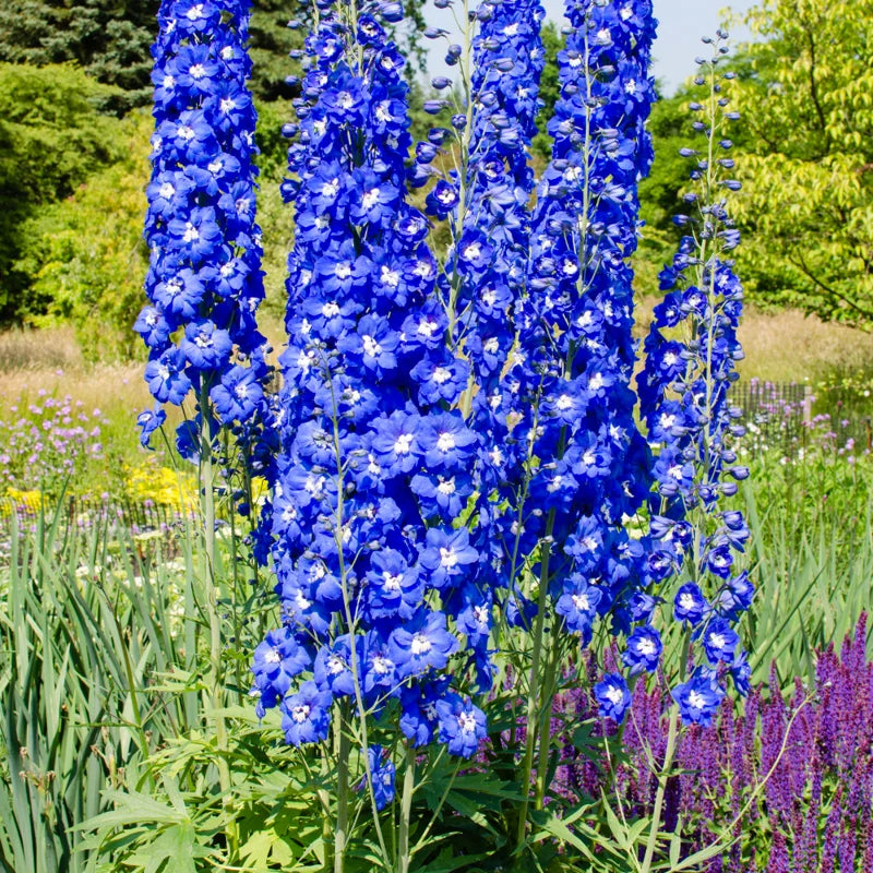 Blue Delphinium Plant Live - 5 Inch Potted Garden Plant