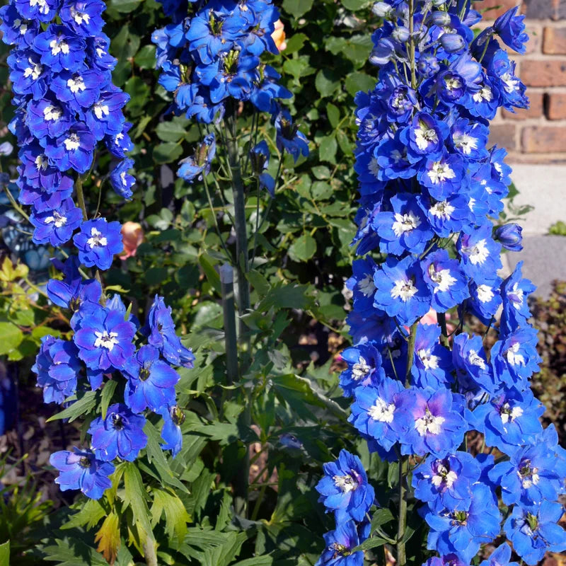 Blue Delphinium Plant Live - 5 Inch Potted Garden Plant