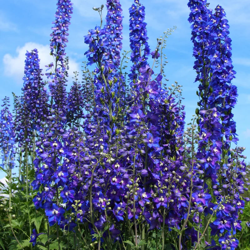 Blue Delphinium Plant Live - 5 Inch Potted Garden Plant