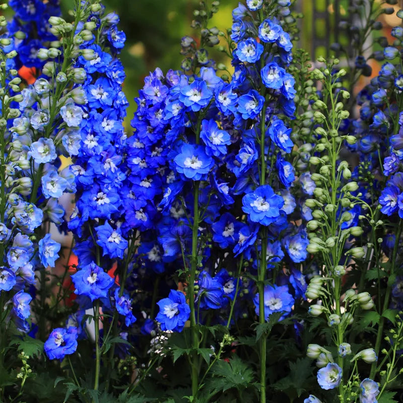 Blue Delphinium Plant Live - 5 Inch Potted Garden Plant