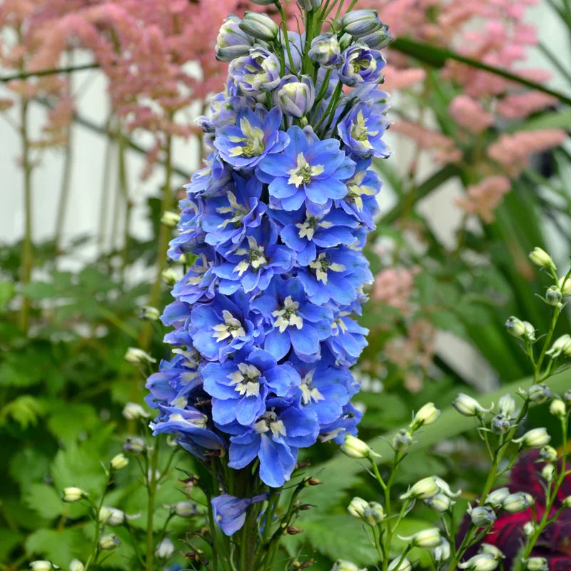 Blue Delphinium Plant Live - 5 Inch Potted Garden Plant