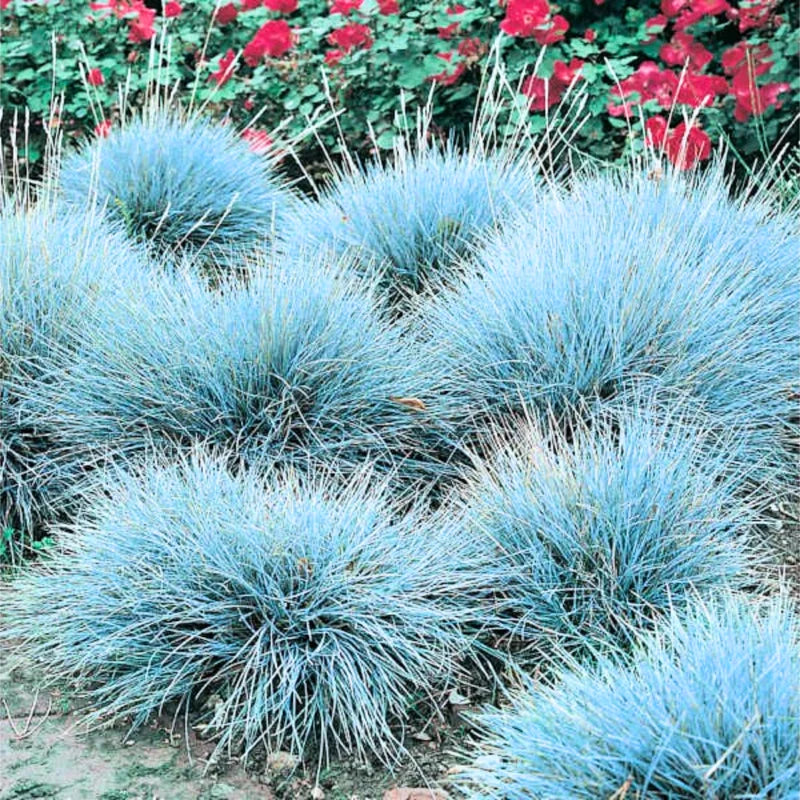 2 Blue Fescue Grass Plants Live, Ornamental Grass Live Plants, Blue Grass Seedings Indoor Outdoor
