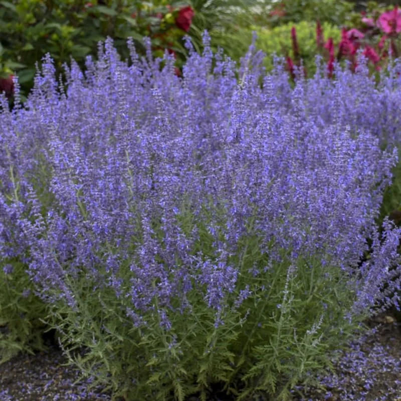 Blue Russian Sage Salvia Plants Combo - Live Plants Zone 4-9 Outdoor Planting