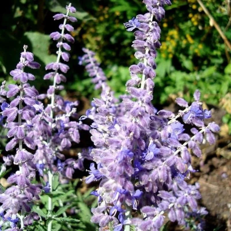 Blue Russian Sage Salvia Plants Combo - Live Plants Zone 4-9 Outdoor Planting