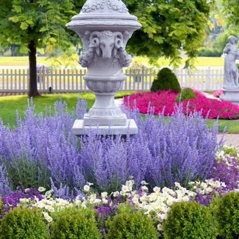 Blue Russian Sage Salvia Plants Combo - Live Plants Zone 4-9 Outdoor Planting