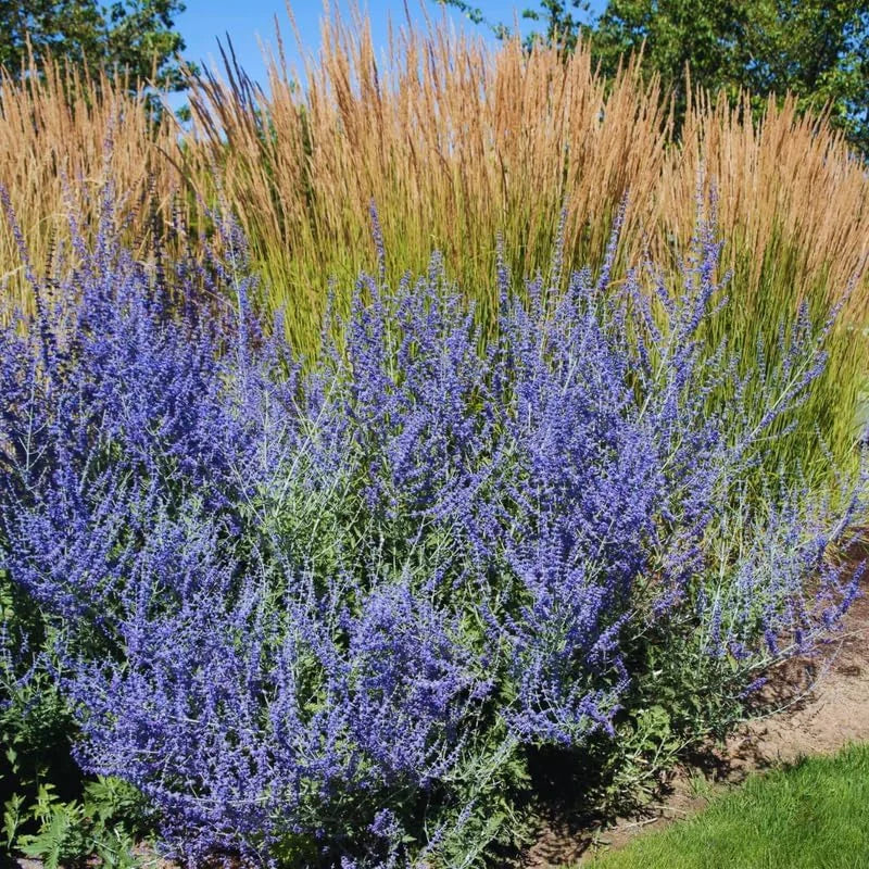 Blue Russian Sage Salvia Plants Combo - Live Plants Zone 4-9 Outdoor Planting