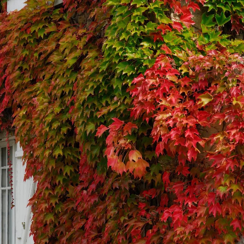 Boston Ivy Plant - 2.5 Inch Pot - Climbing Vine - Ornamental Foliage