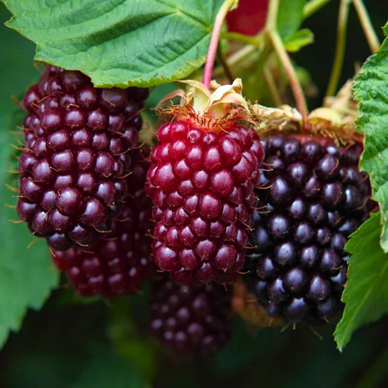 4 Pack Boysenberry Plants - Live Fruit Bushes Ready for Planting - 5 Inch
