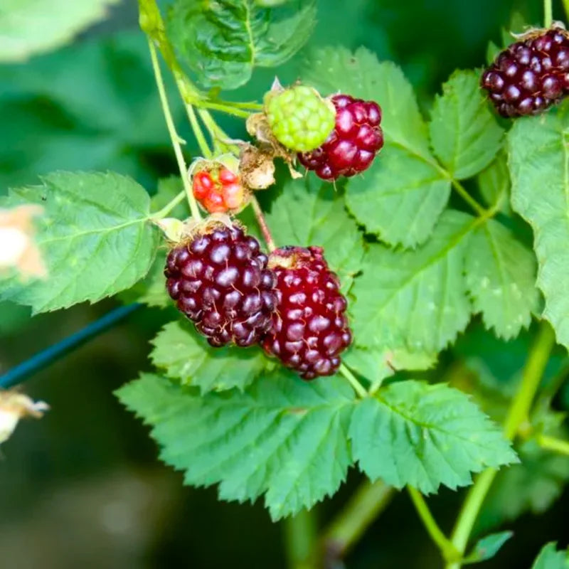 4 Pack Boysenberry Plants - Live Fruit Bushes Ready for Planting - 5 Inch