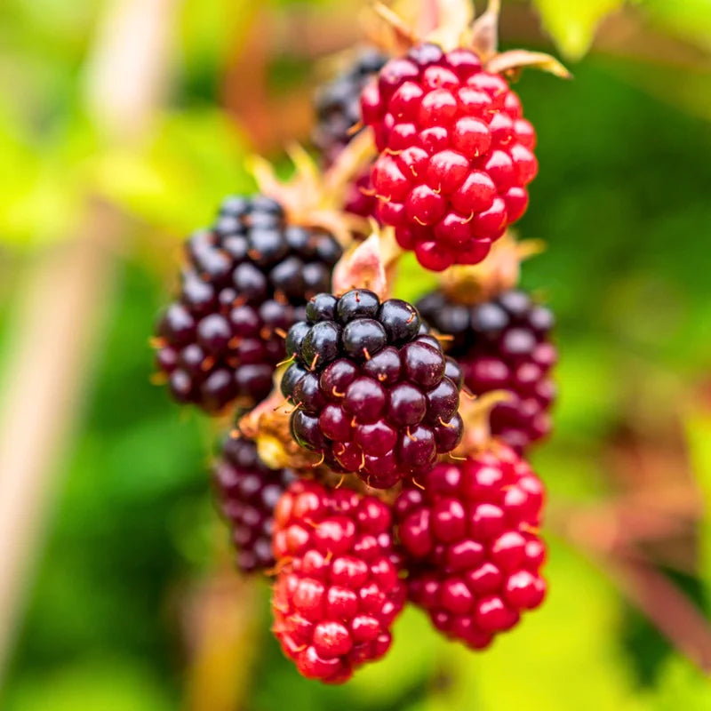 4 Pack Boysenberry Plants - Live Fruit Bushes Ready for Planting - 5 Inch