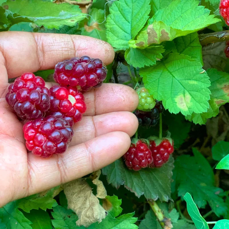 4 Pack Boysenberry Plants - Live Fruit Bushes Ready for Planting - 5 Inch