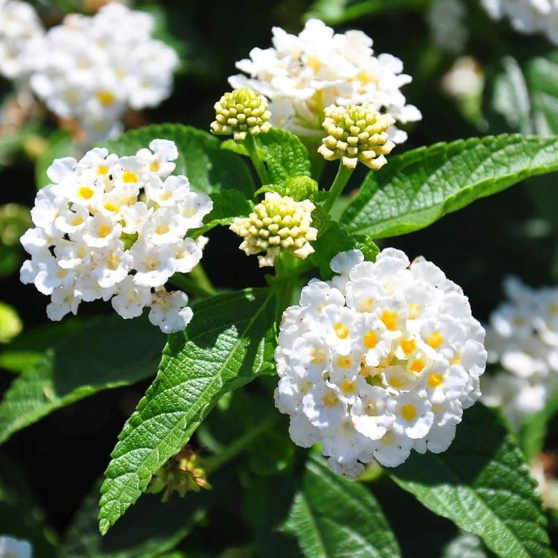 Lantana White Live Plants 5-9" Tall- Outdoor Perennial Flowers