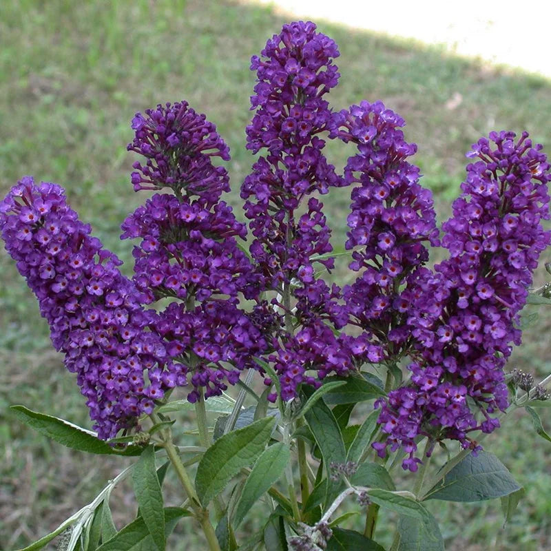 2 Butterfly Bush Plants - Purple Flowering Bush Live Plant 3-5 Inches - Garden Decor