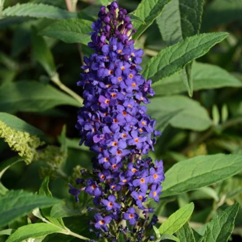 2 Butterfly Bush Plants - Purple Flowering Bush Live Plant 3-5 Inches - Garden Decor