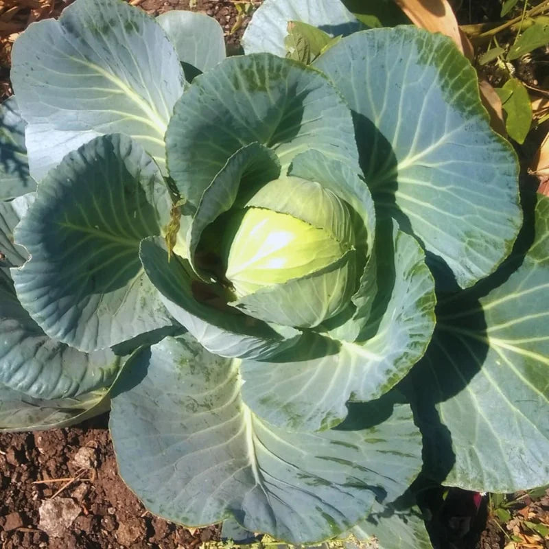 Cabbage Plants - Pack 6 Vegetable Plant Growing Garden - 3-5 Inches Tall
