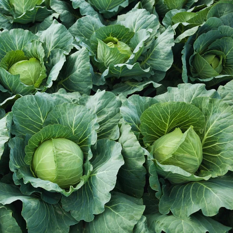 3 Cabbage Plants Live for Gardening - Vegetable Plant Starters - Easy to Grow