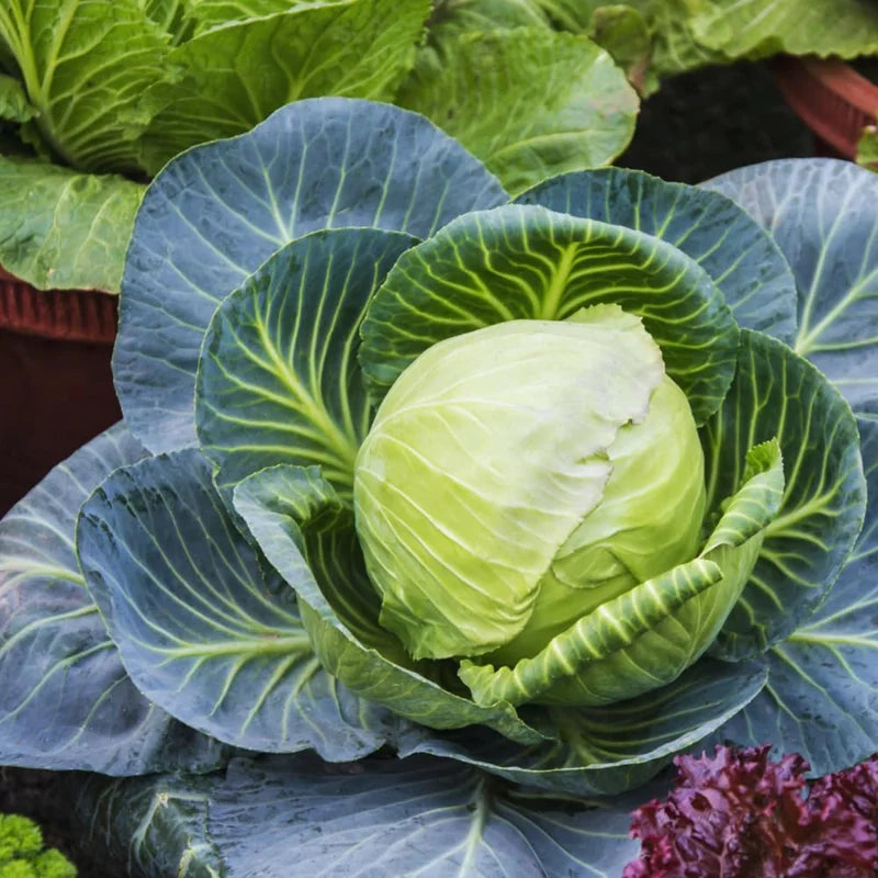 3 Cabbage Plants Live for Gardening - Vegetable Plant Starters - Easy to Grow