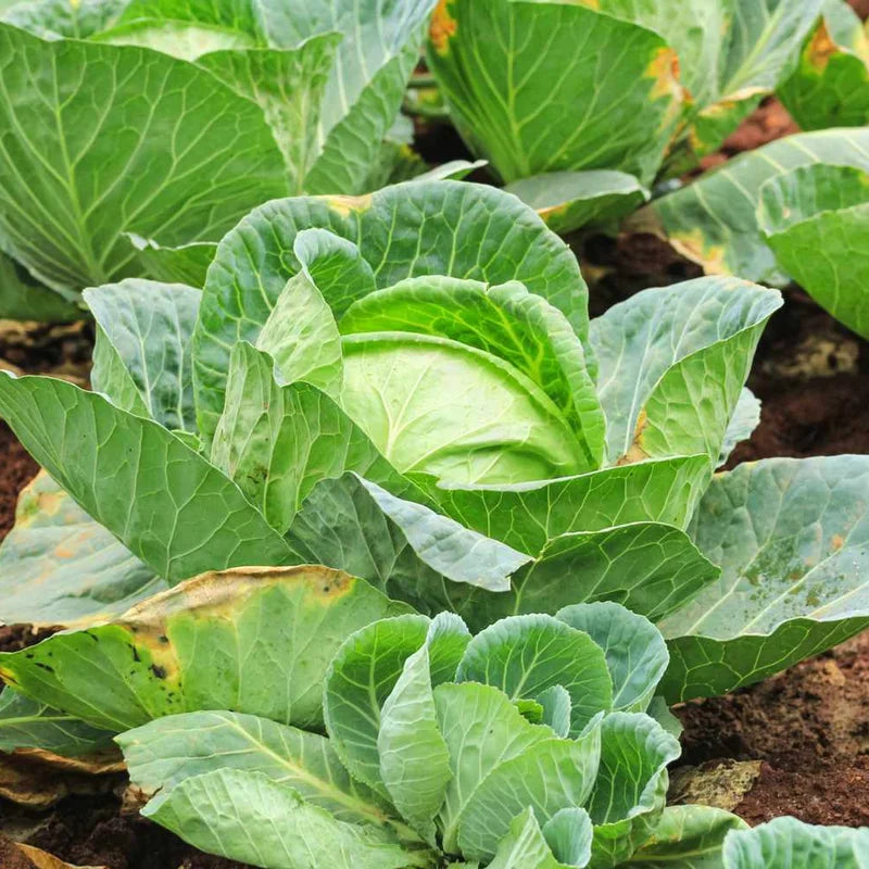 Cabbage Plants Pack of 3 - Vegetable Plant for Outdoor Garden