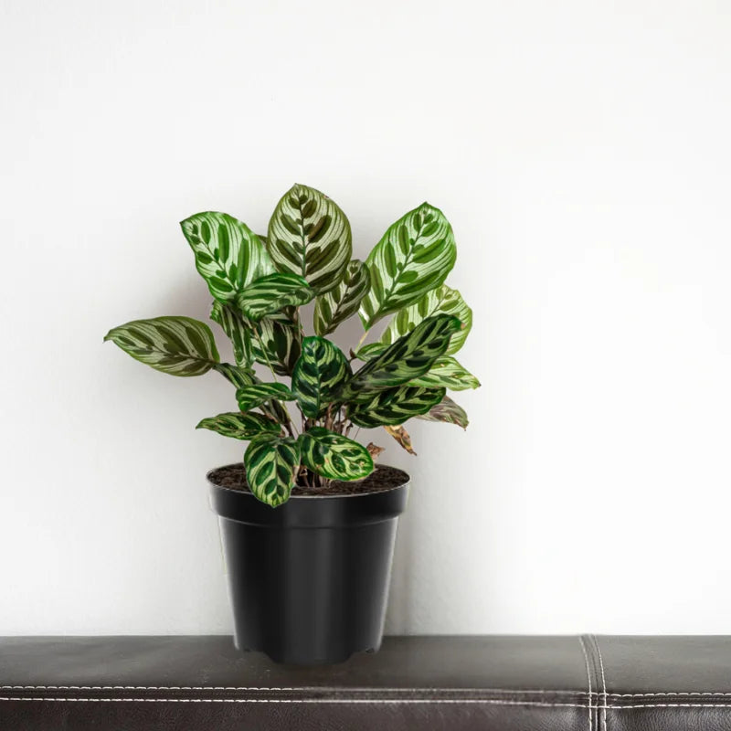Calathea Orbifolia Live Plant - 4 Inch Pot - Indoor Home Decor
