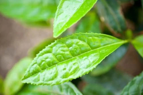 Camellia Sinensis Tea Plant - 2 Live Plants, 4-6 Inches - Grow Your Own Tea