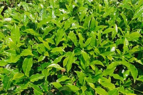 Camellia Sinensis Tea Plant - 2 Live Plants, 4-6 Inches - Grow Your Own Tea
