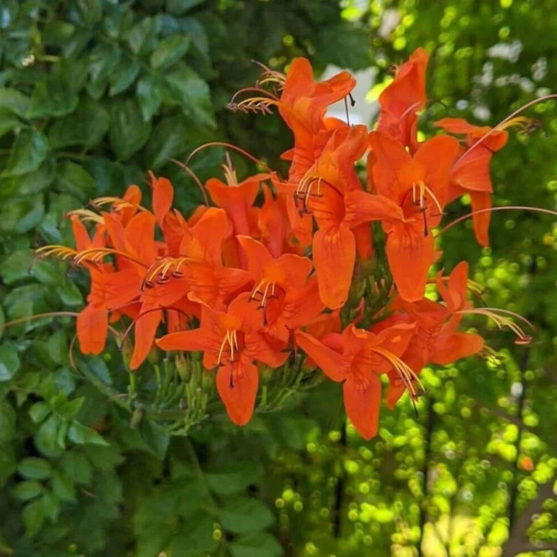 Cape Honeysuckle Plants Set - Live Orange Red Honeysuckle Vines 4-8 Inches