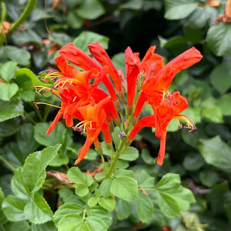 Orange Red Cape Honeysuckle Live Plant 4-8 Inch Tall Vine Bush