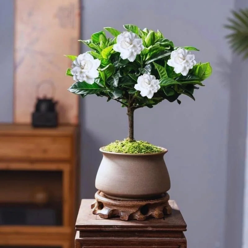 Cape Jasmine Plants - 2 Live Gardenia Plants - 4-6 Inch Indoor Blooming Jasmine Plant