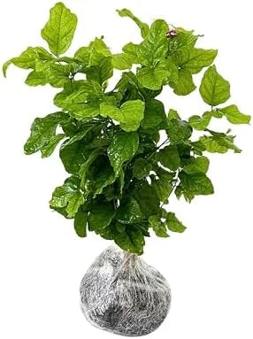 Cape Jasmine Plants - 2 Live Gardenia Plants - 4-6 Inch Indoor Blooming Jasmine Plant