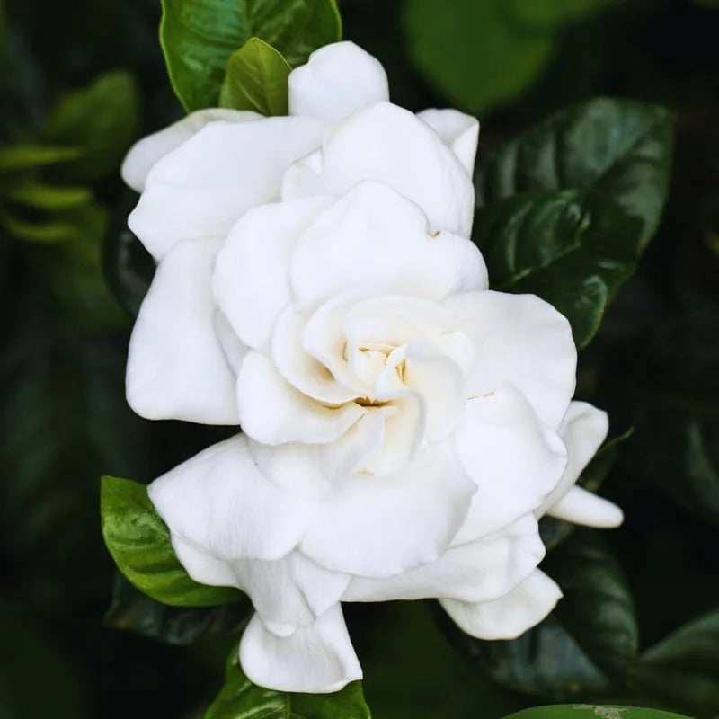 Gardenia Jasmine Plants Live - Indoor Flowering Plants, 3-5 Inch, Frost Proof