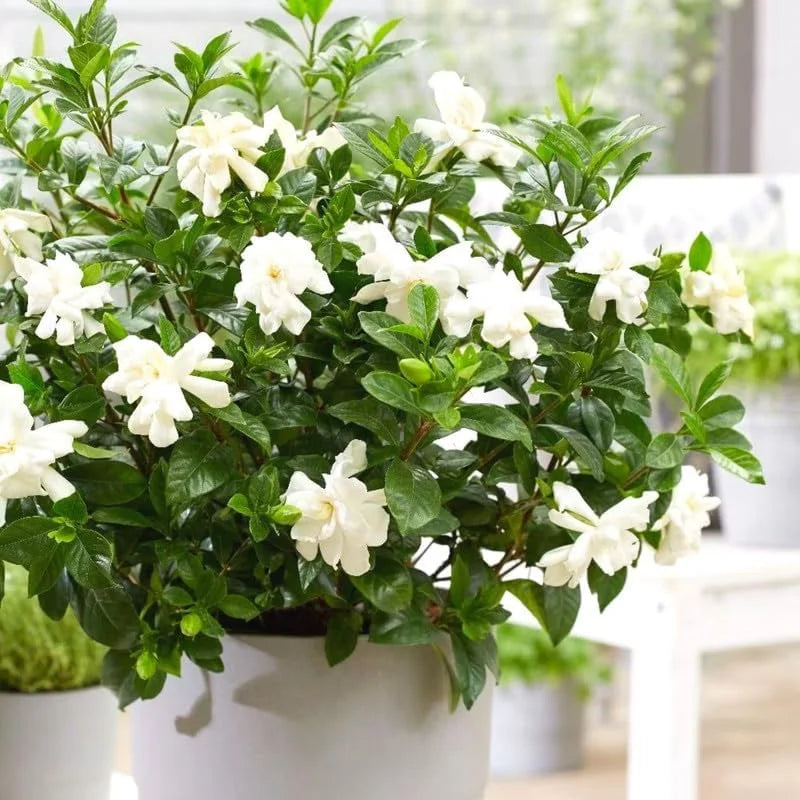 Gardenia Plants Live Jasmine Plants Indoor - 3-5 Inch Tall Flowering Bundle