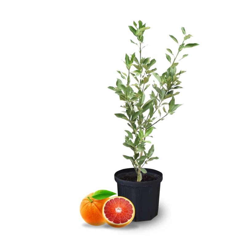 Cara Cara Orange Tree Potted 2-3 Ft Indoor Outdoor Red Orange No Shipping to CA