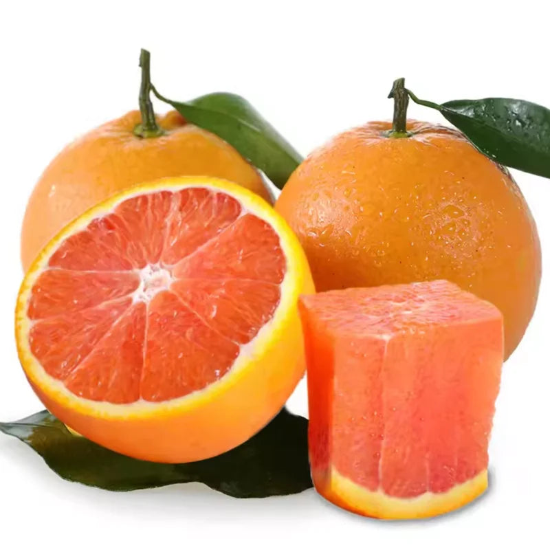 Cara Cara Orange Tree Potted 2-3 Ft Indoor Outdoor Red Orange No Shipping to CA