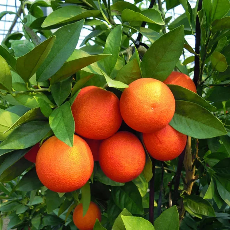 Cara Cara Orange Trees Live Plant 2-3 Feet Tall Citrus Tree No Shipping to CA