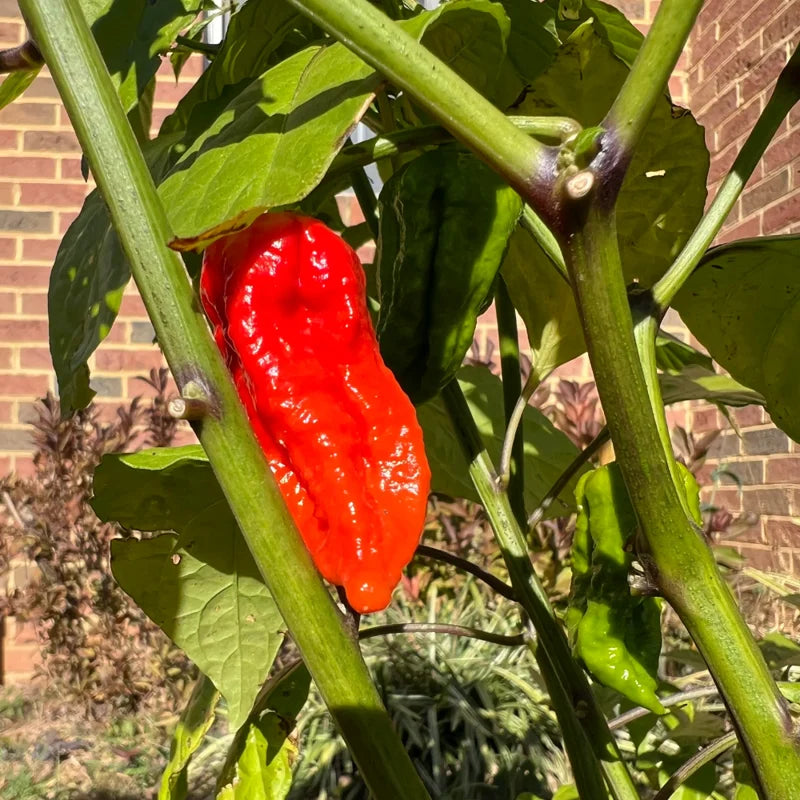 Carolina Reaper Pepper Plant 2.5 Inch Pot Vegetable Plant