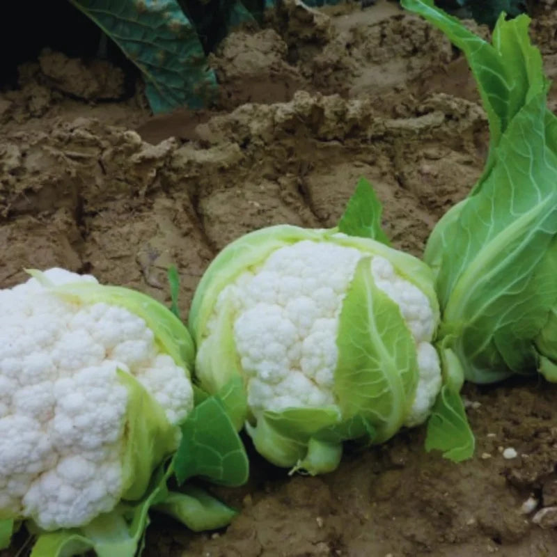 Cauliflower Plants Live Vegetable Plant 4 Inch Potted