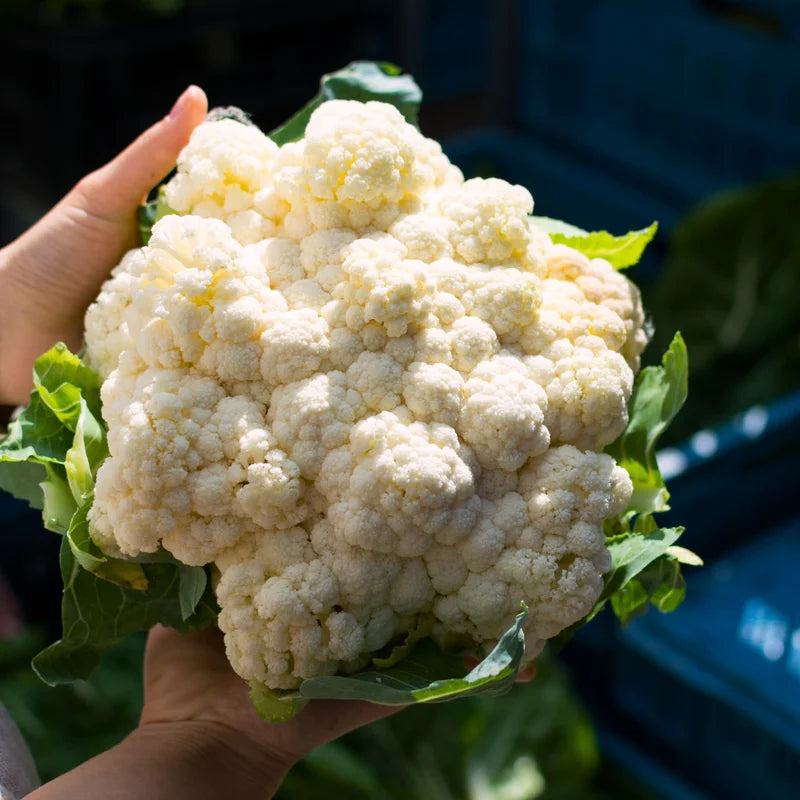 Cauliflower Plants - Live Vegetable Plants - Garden Ready - Set of 3