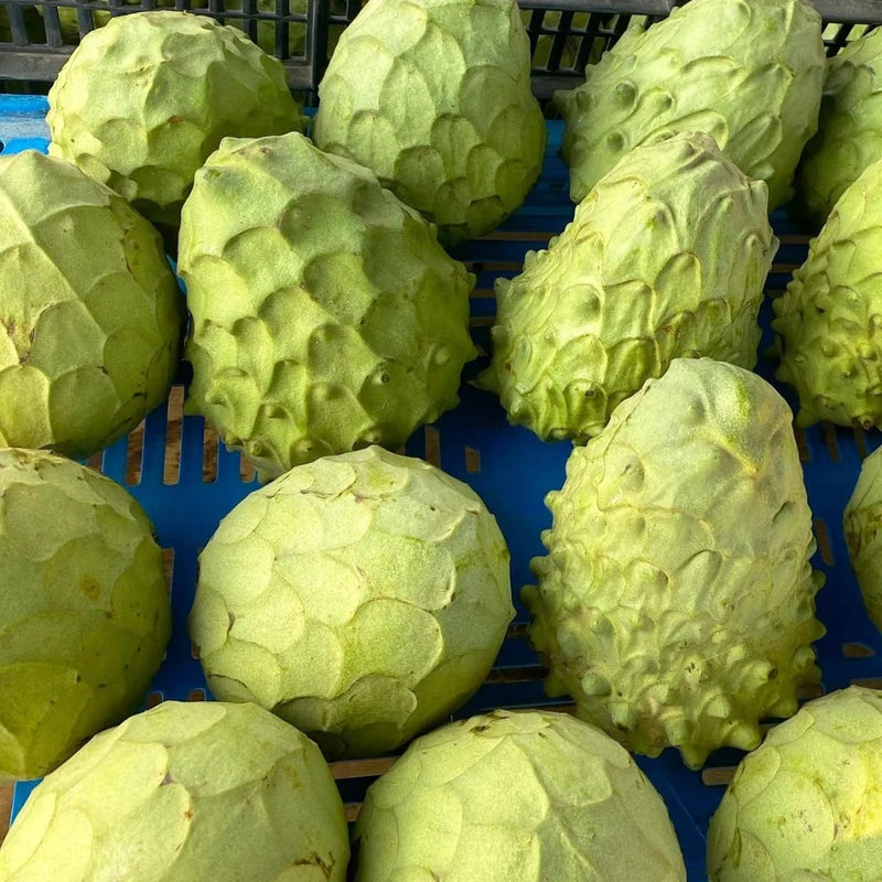 Cherimoya Tree Live Plant - 8-10 Inch - Half Gallon Pot - Tropical Fruit